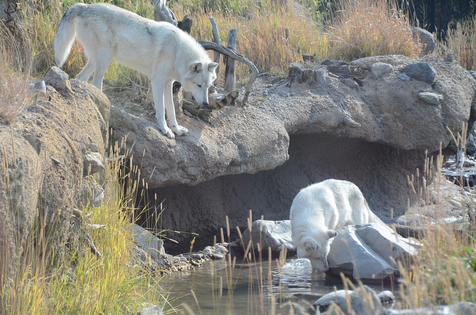 Drie nieuwe wolvenroedels voegen zich bij gevestigde groep in Colorado
