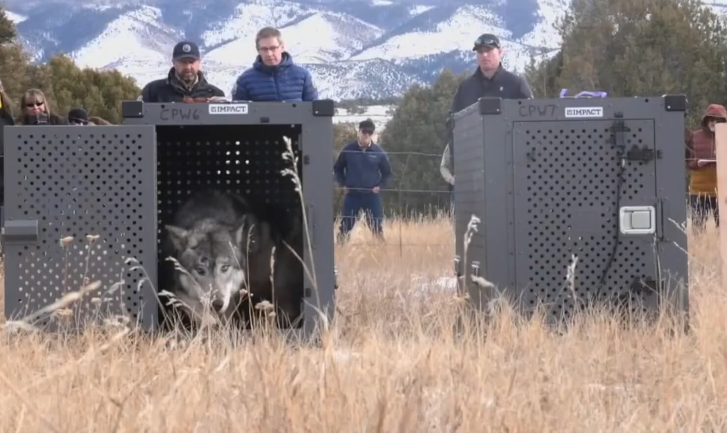 Drie nieuwe wolvenroedels voegen zich bij gevestigde groep in Colorado