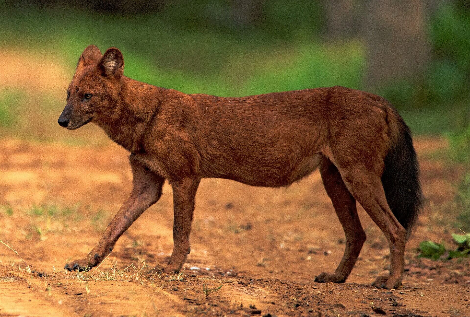 Irrigatiedam in Cambodja bedreigt regenwoud en biodiversiteit