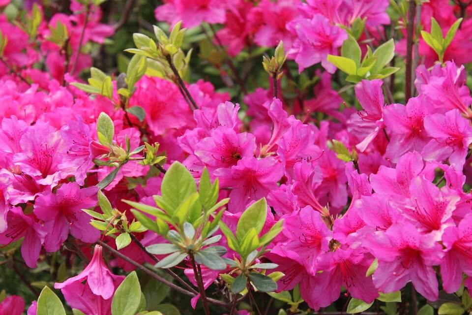 azalea