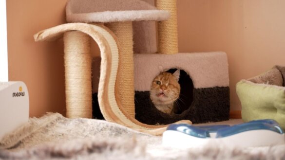 Adoptieverhalen uit Oekraïne: dappere Phil