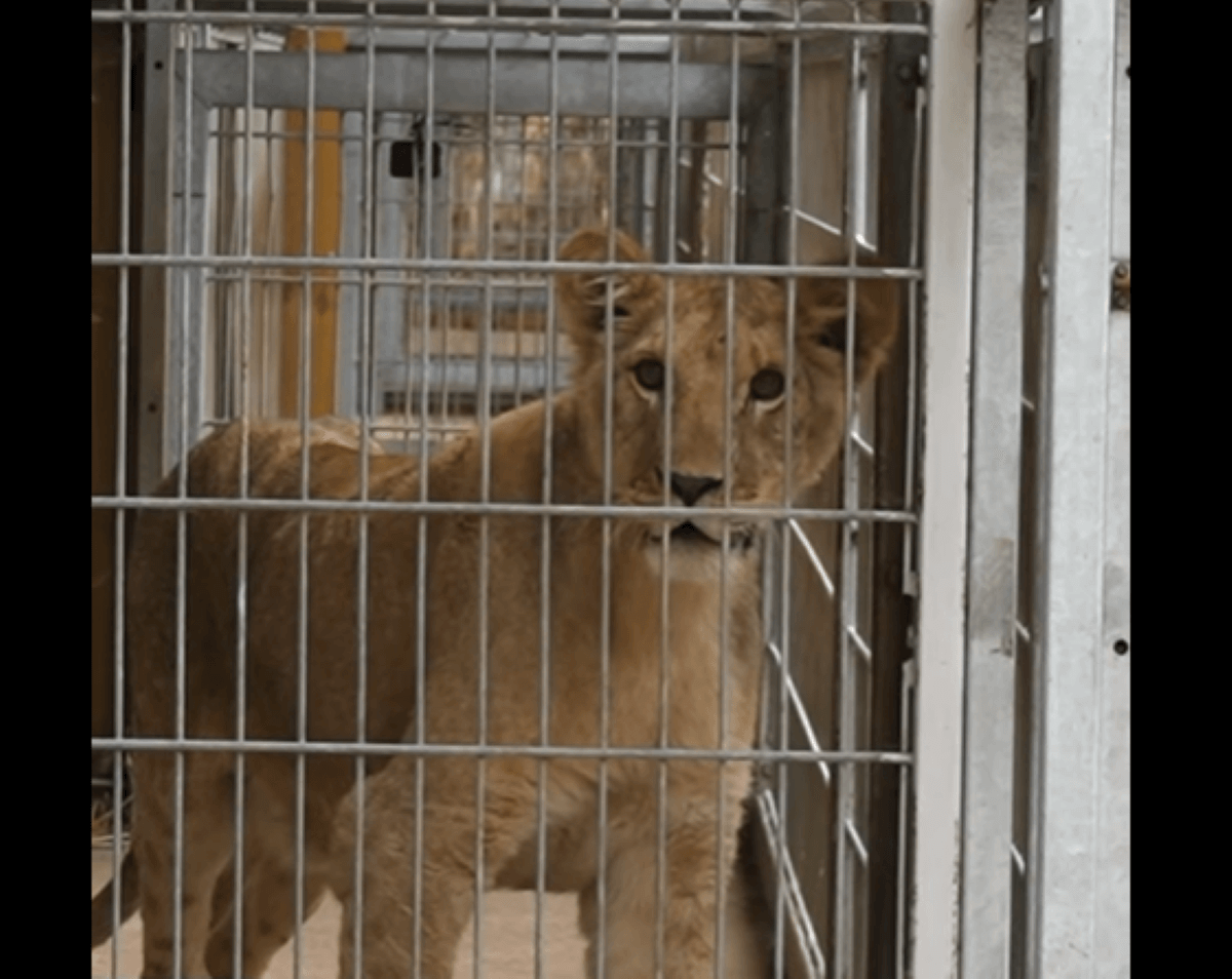 Eén van de drie geredde jonge leeuwen