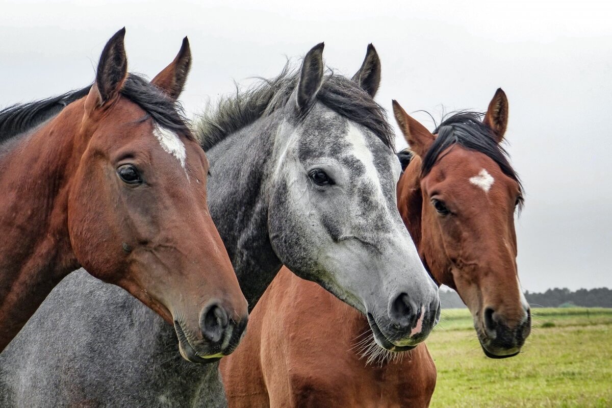 paarden in een veld
