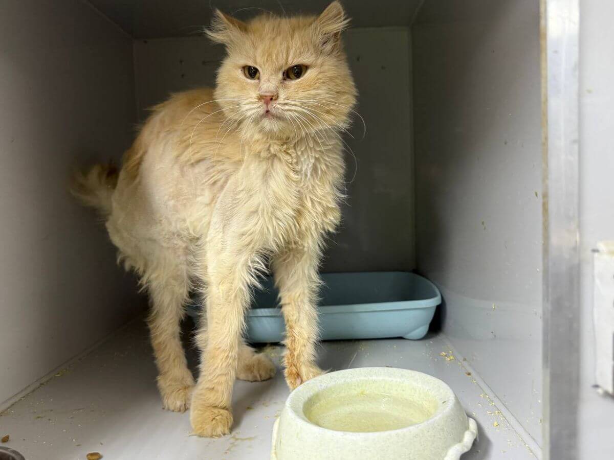 Deze kat werd gered uit het eiland 