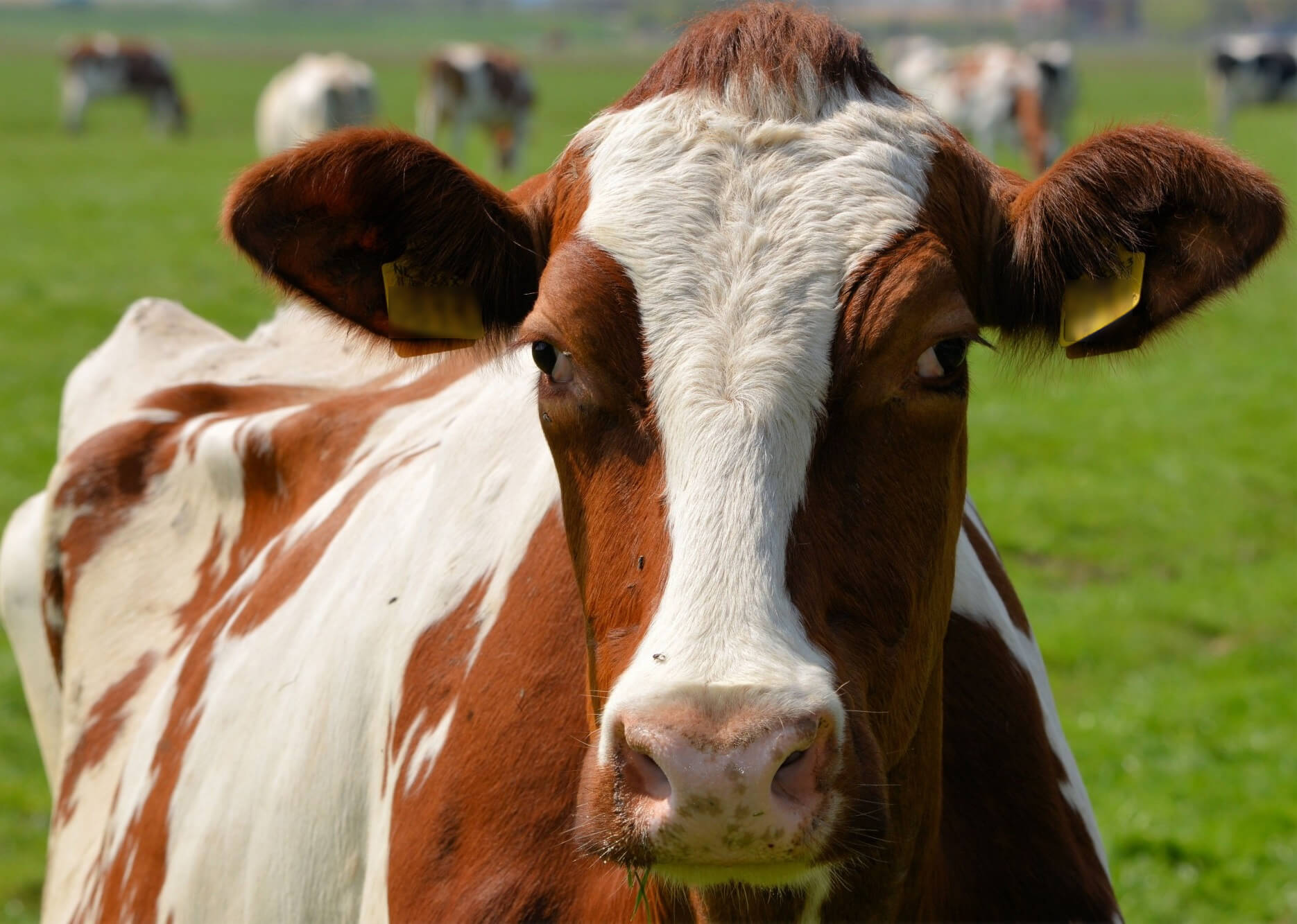De koe in het Veluwemeer en wat dit zegt over de zuivelindustrie