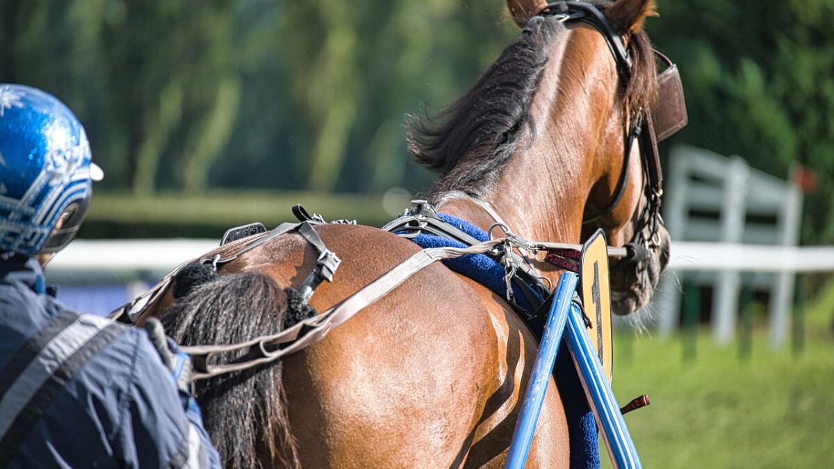 Paardenleed tijdens harddraverij Heemskerk