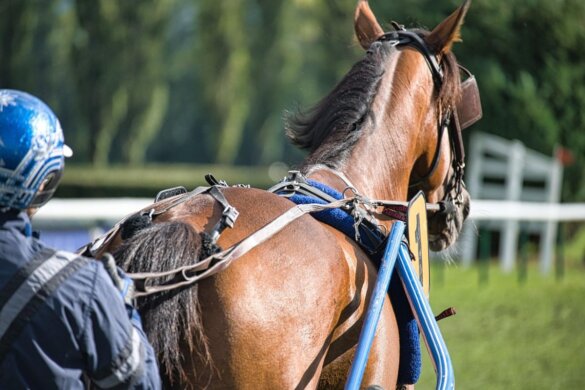 Paardenleed tijdens harddraverij Heemskerk