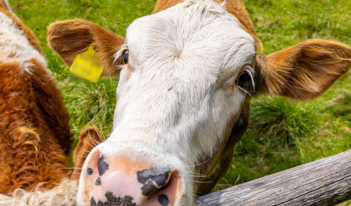 Koeien in het Oosterpark kunst of slinkse marketing?