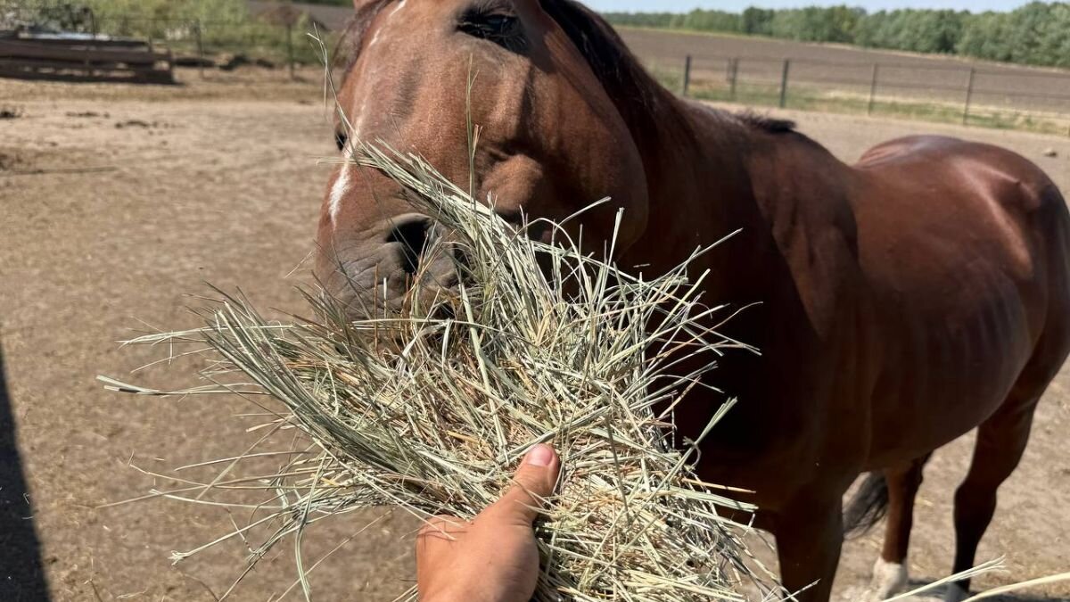 13.000 kilo hooi op weg naar hongerige oorlogsdieren in Oekraïne