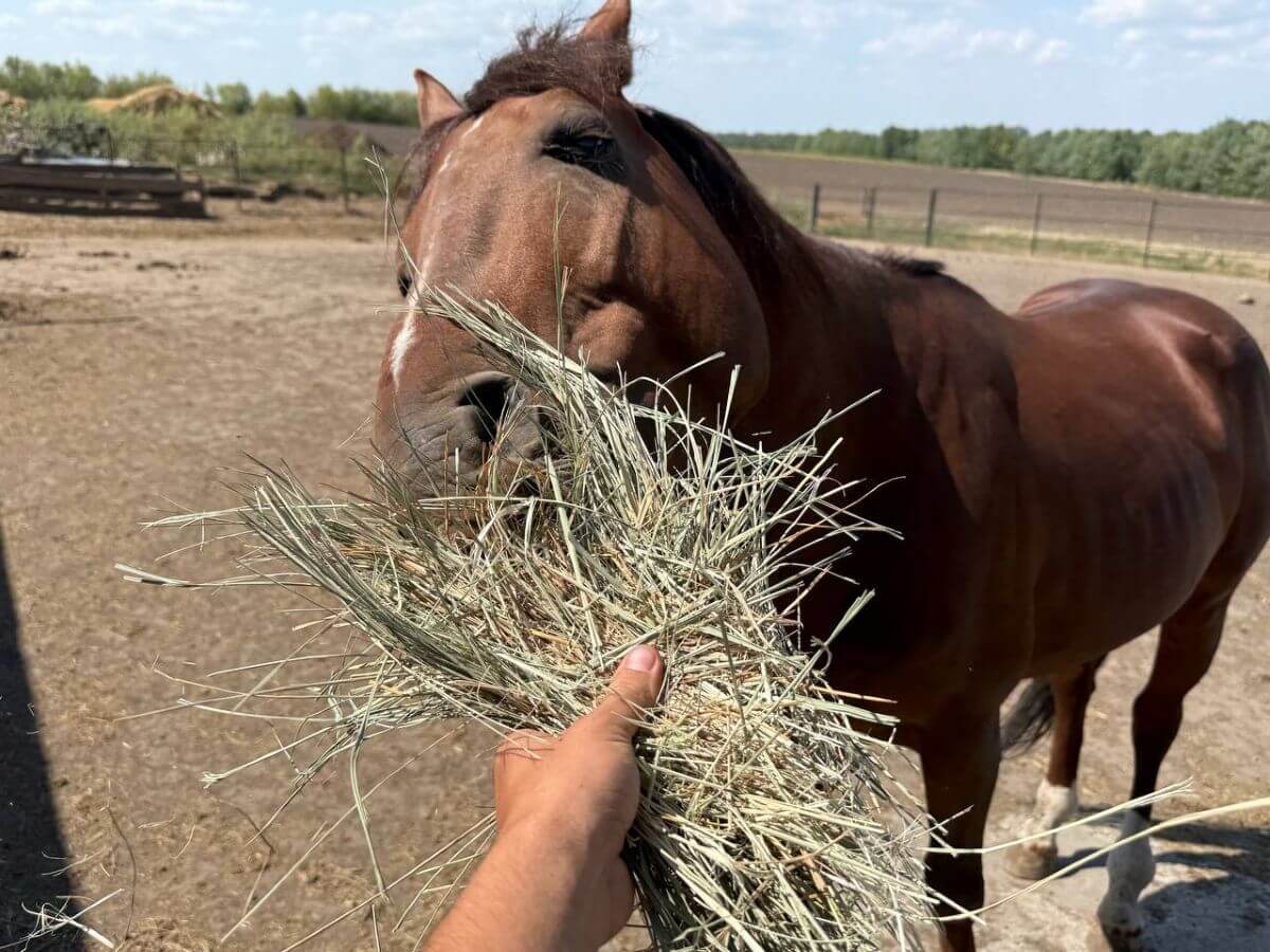13.000 kilo hooi op weg naar hongerige oorlogsdieren in Oekraïne