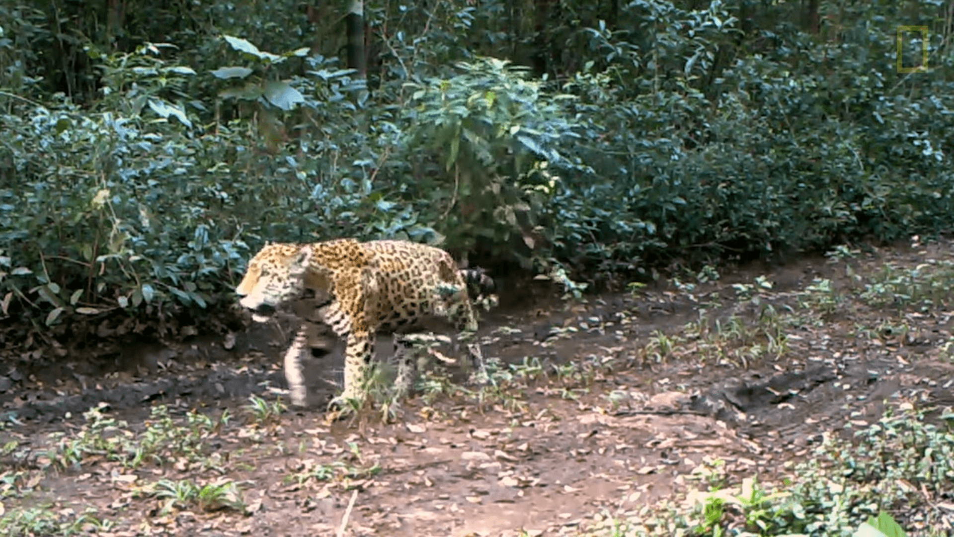 Aantal jaguars in Mexico stijgt door naar 5300