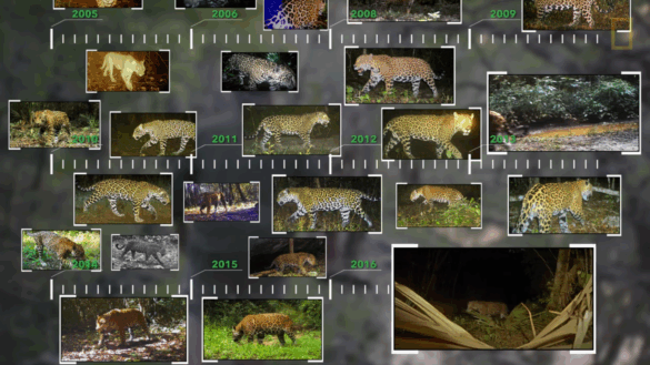 Aantal jaguars in Mexico stijgt door naar 5300