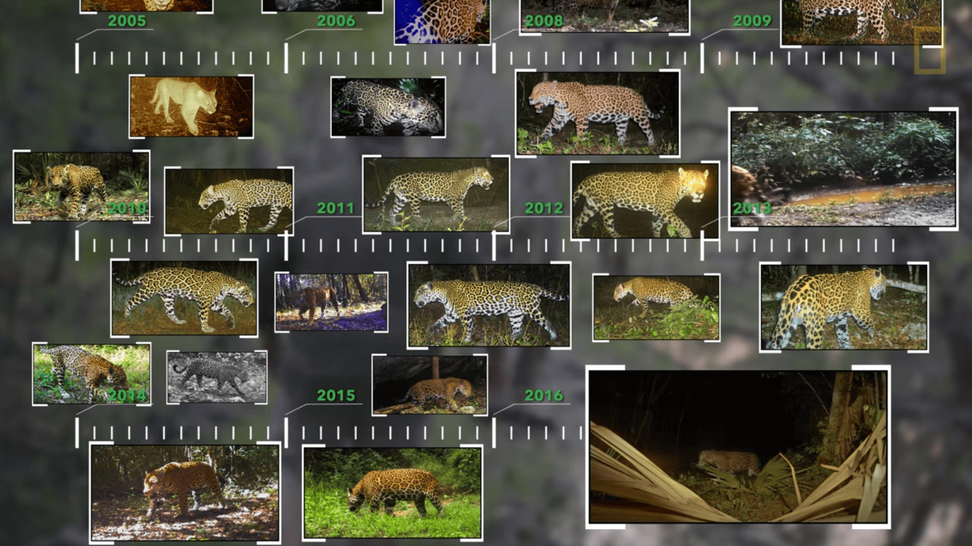Aantal jaguars in Mexico stijgt door naar 5300