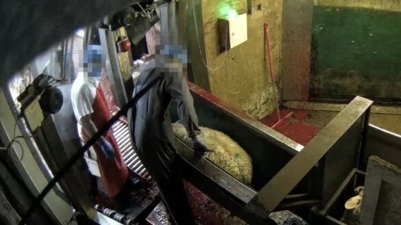 Wreedheden tegen schapen in een Brits halal slachthuis gingen door onder het oog van toezichthouder FSA
