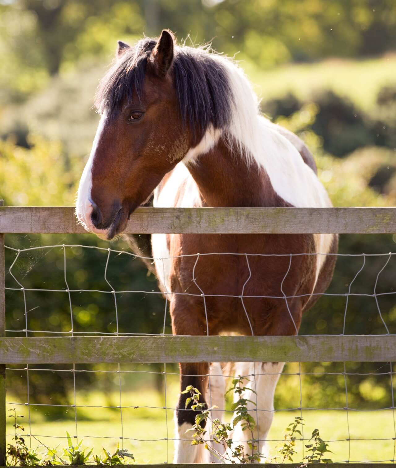 Een paard staat niet graag alleen