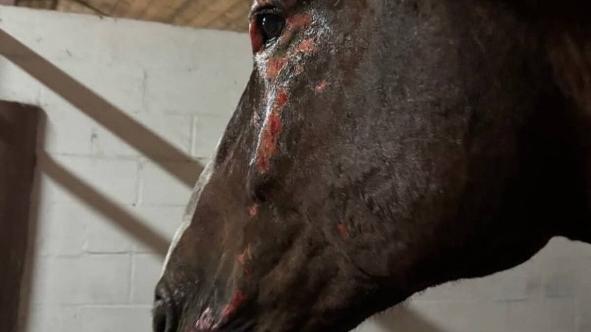 Paarden gewond na luchtaanval Oekraïne