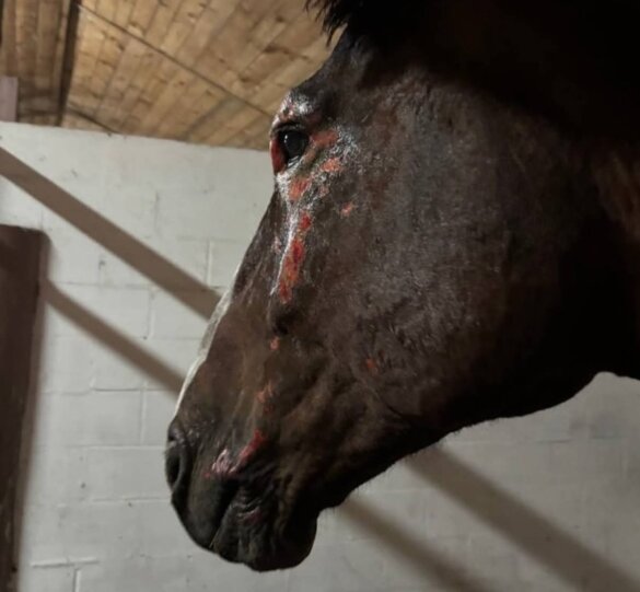 Paarden gewond na luchtaanval Oekraïne