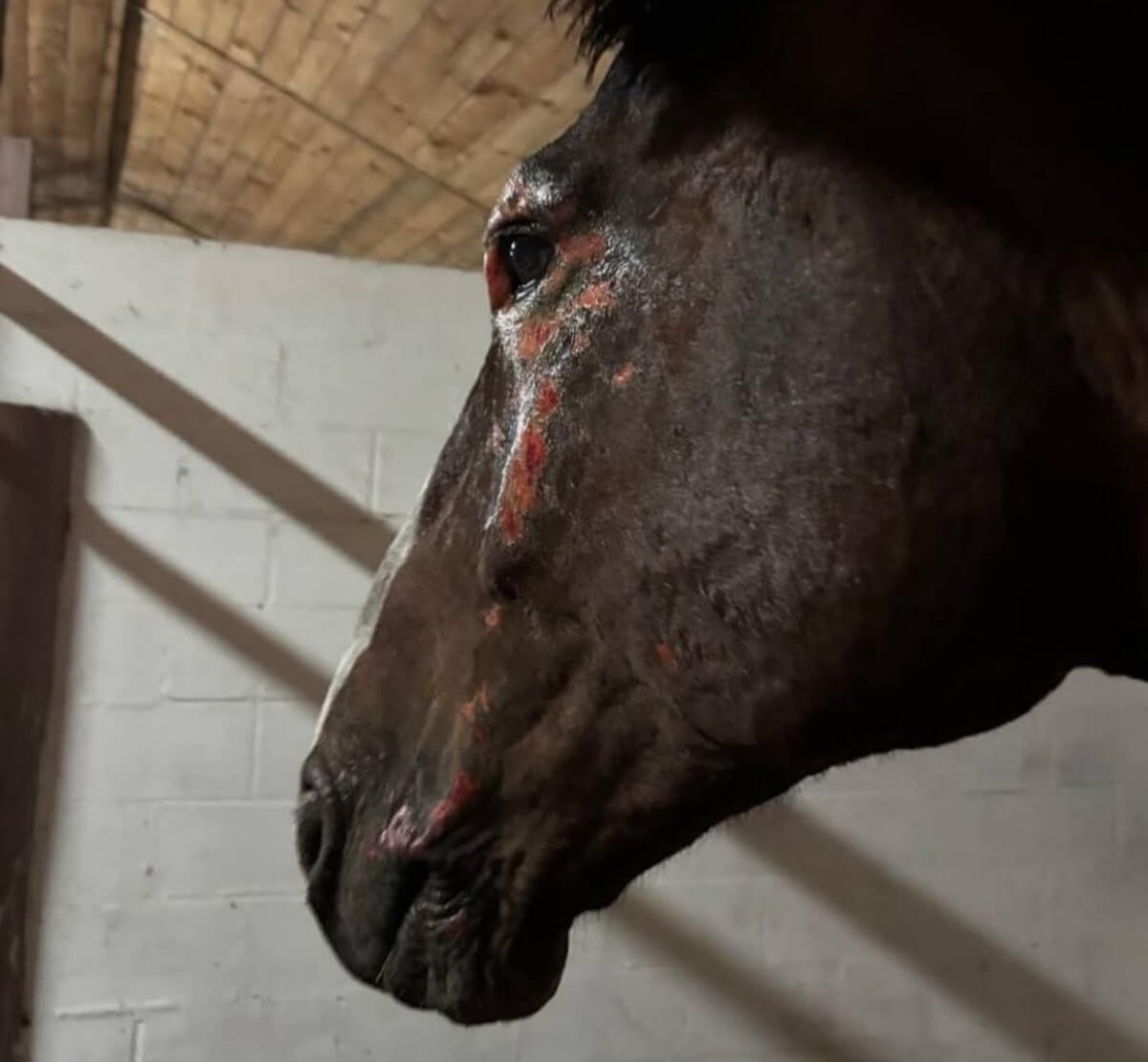 Paarden gewond na luchtaanval Oekraïne