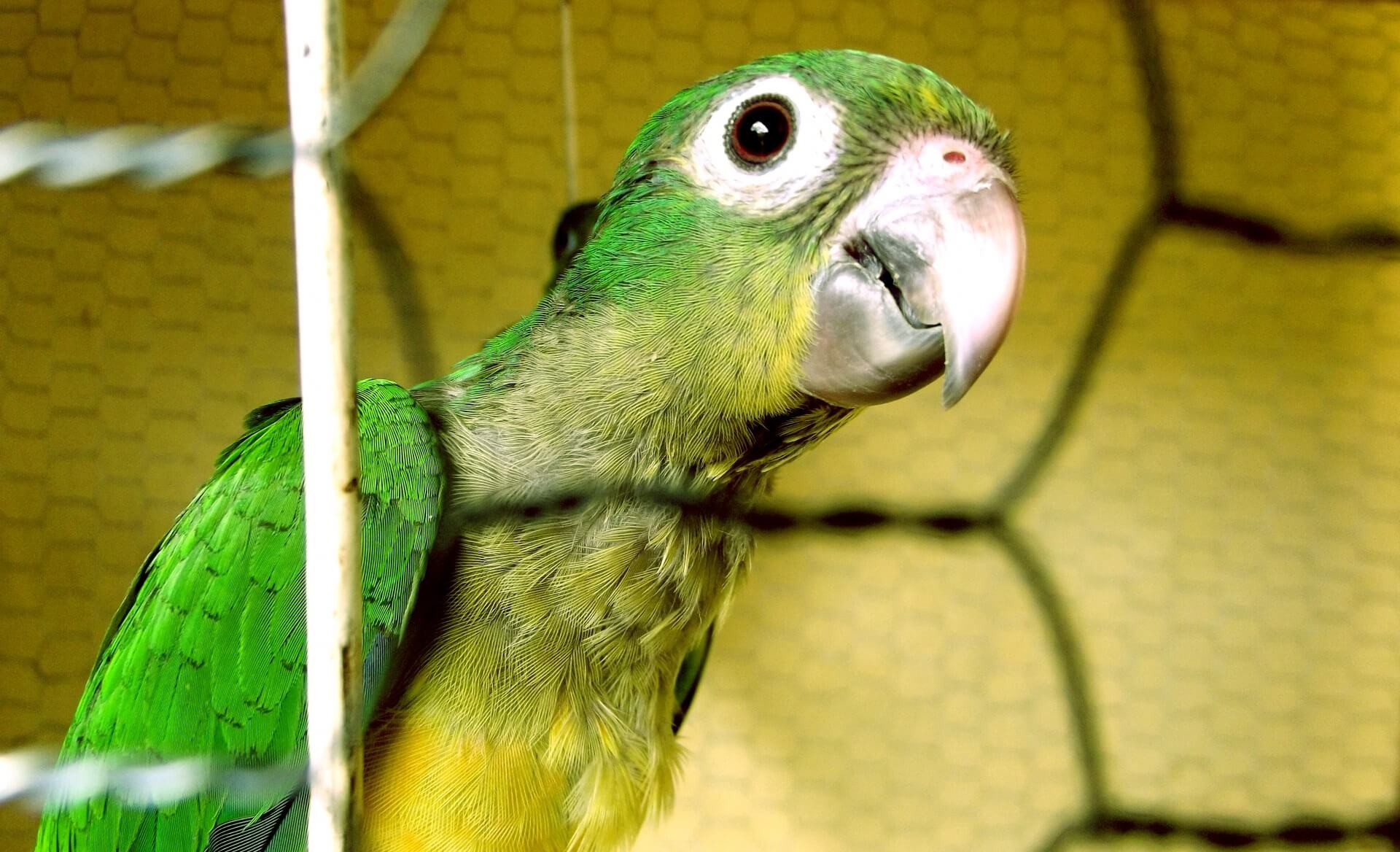 Free-flights een noodzakelijk kwaad?