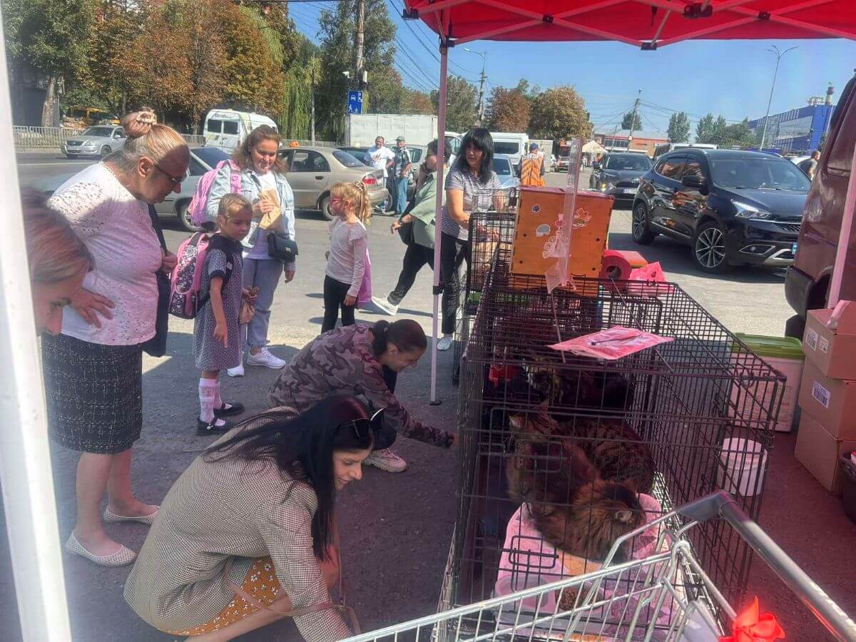 Naast een winkelcentrum zoekt Pegasus naar nieuwe adoptiegezinnen voor de 57 geredde dieren