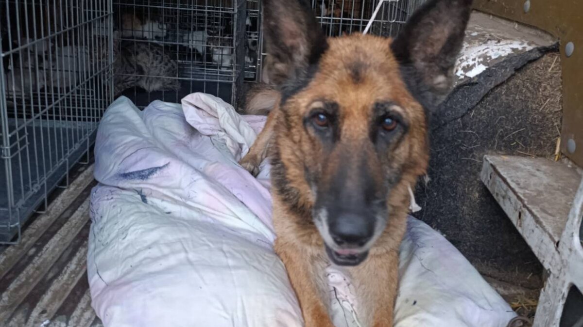 57 dieren gered van eiland des doods in Oekraïne