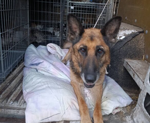 57 dieren gered van eiland des doods in Oekraïne