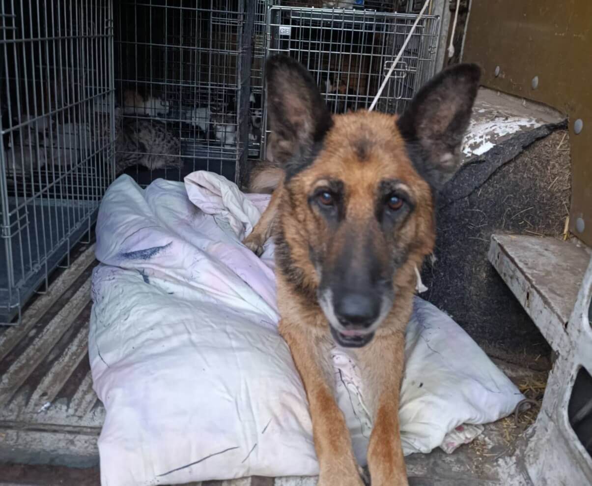 57 dieren gered van eiland des doods in Oekraïne