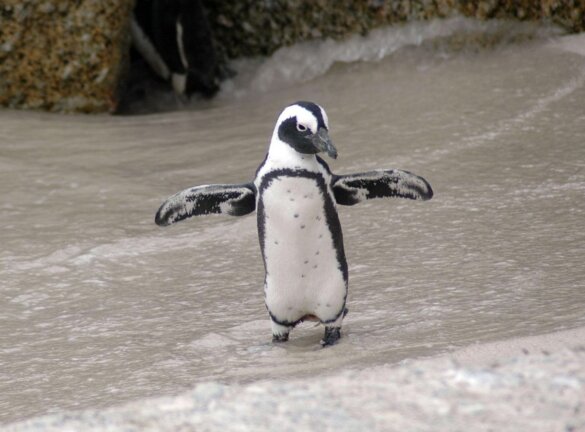 Pinguïns na rehabilitatie vrijgelaten in Chili