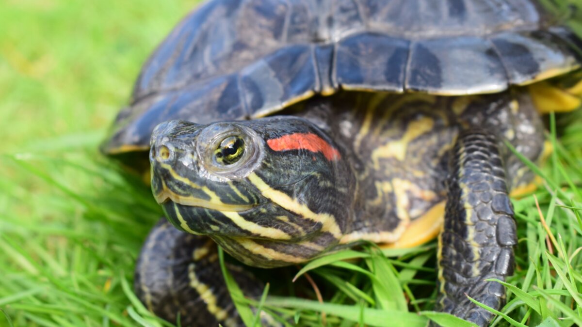 schildpaddenopvang