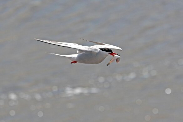 Spieringvisserij in Waddenzee opnieuw opgeschort.