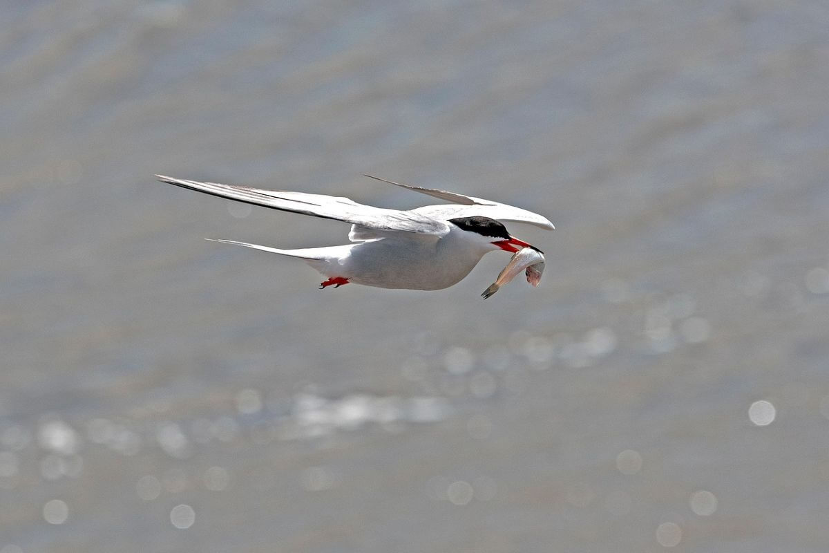 Spieringvisserij in Waddenzee opnieuw opgeschort.