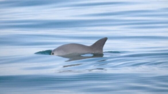 Nog maar acht vaquita’s in het wild, uitsterven dreigt