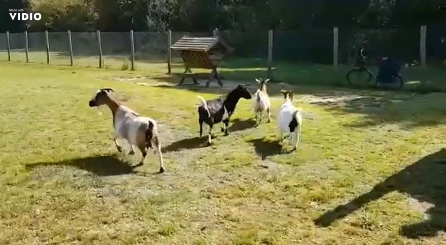 Vier van de zeven geitjes