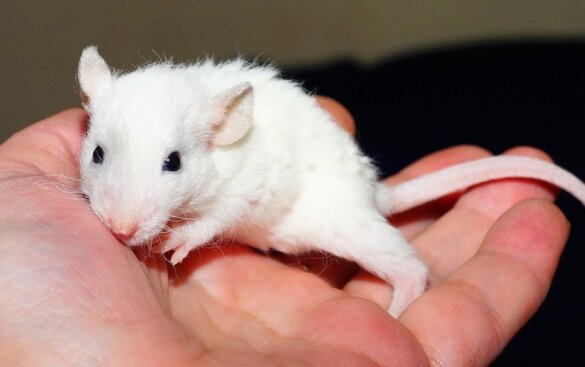 83 procent Amerikaanse studenten tegen dierproeven in onderwijs