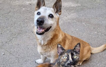 Knuffels en medicijnen voor zieke Ryzhik uit Odessa, Oekraïne