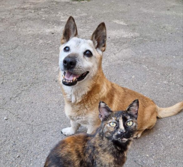 Knuffels en medicijnen voor zieke Ryzhik uit Odessa, Oekraïne