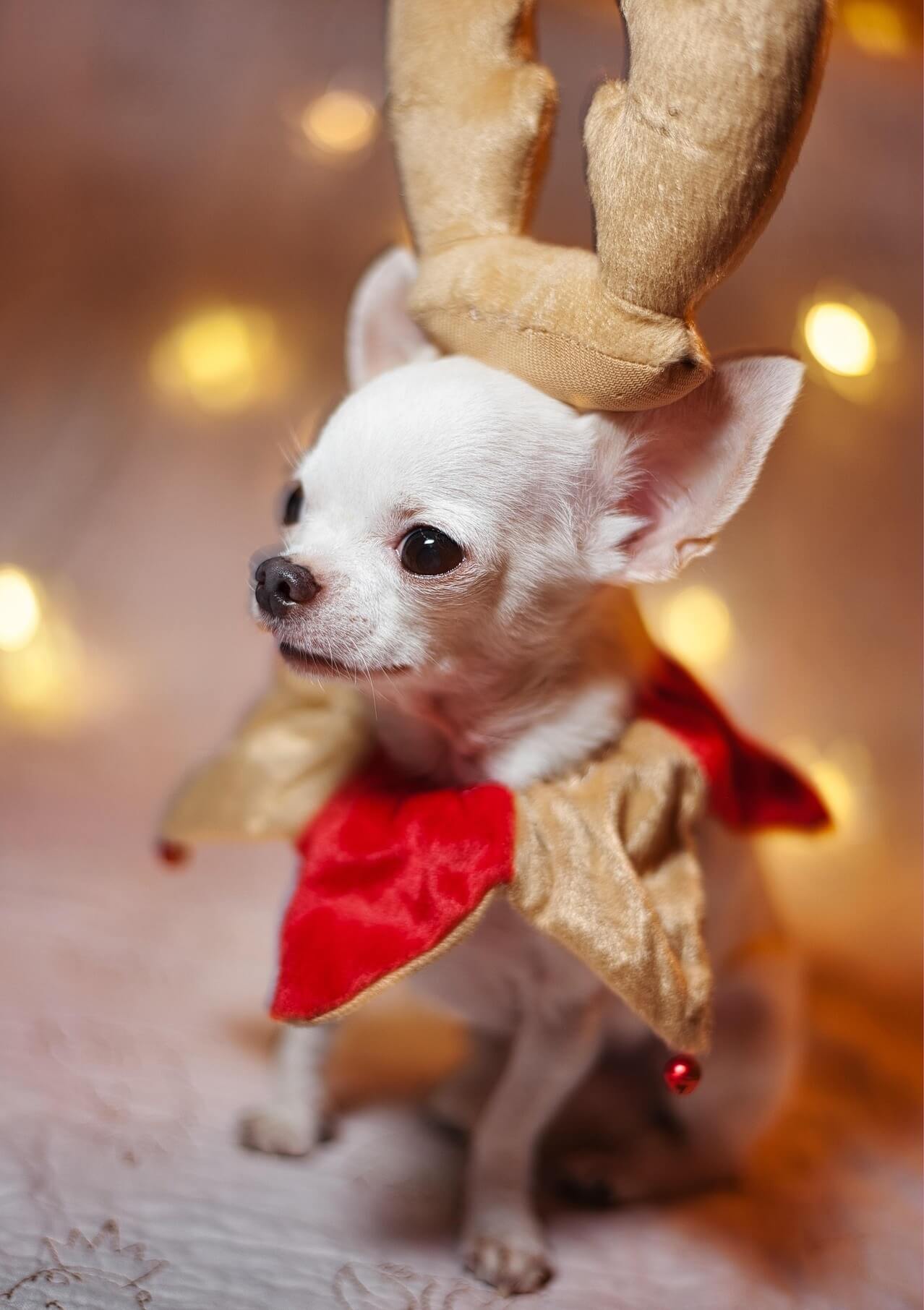 Decadentie ten koste van huisdieren respectloos verdienmodel