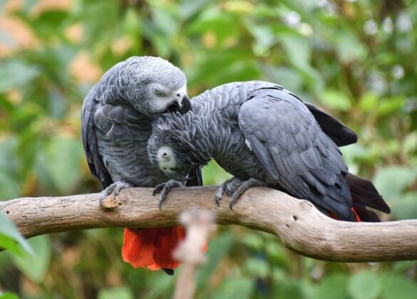 #GNvdD: Vijftig papegaaien terug in Congolese woud