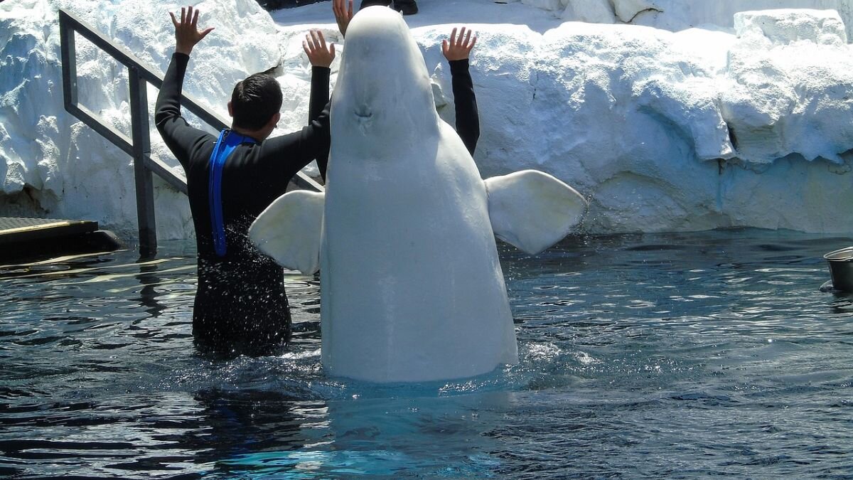 Canada stopt export beloega’s naar China, euthanasie dreigt