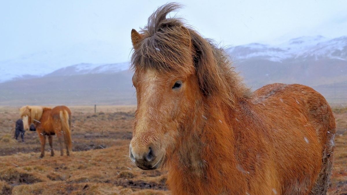 IJsland negeert Europese waarschuwingen over bloedboerderijen