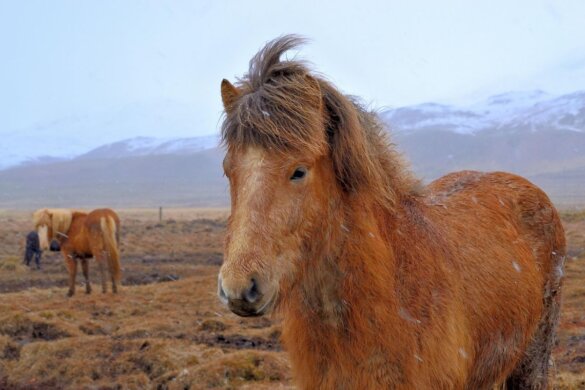 IJsland negeert Europese waarschuwingen over bloedboerderijen