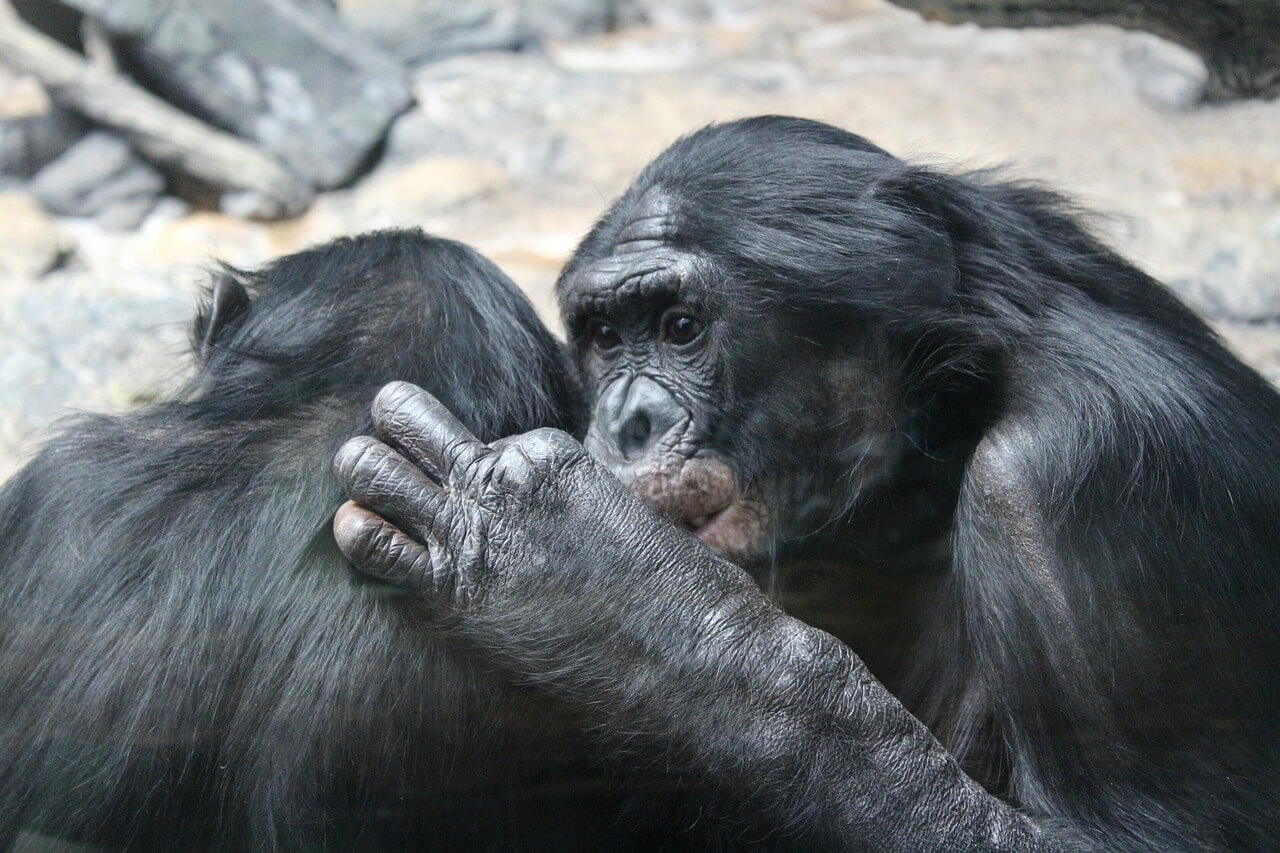 bonobo's
