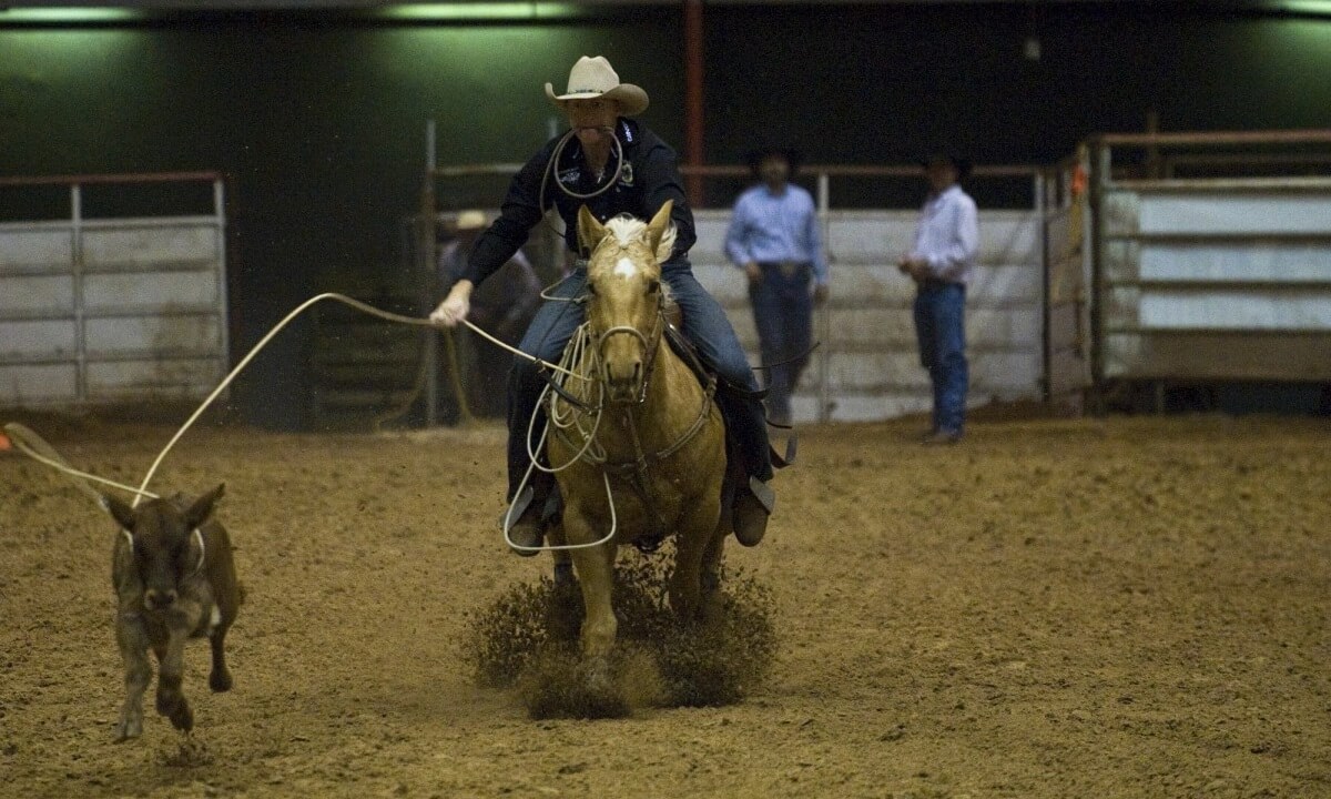 Calf roping tijdens rodeo's mag niet meer in New York City
