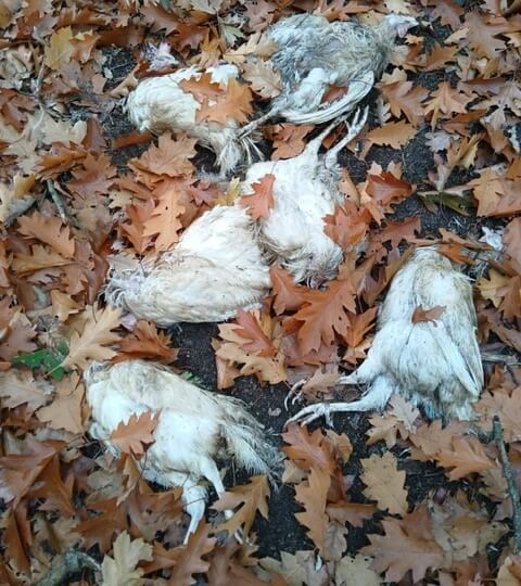 Dode kippen in bos België