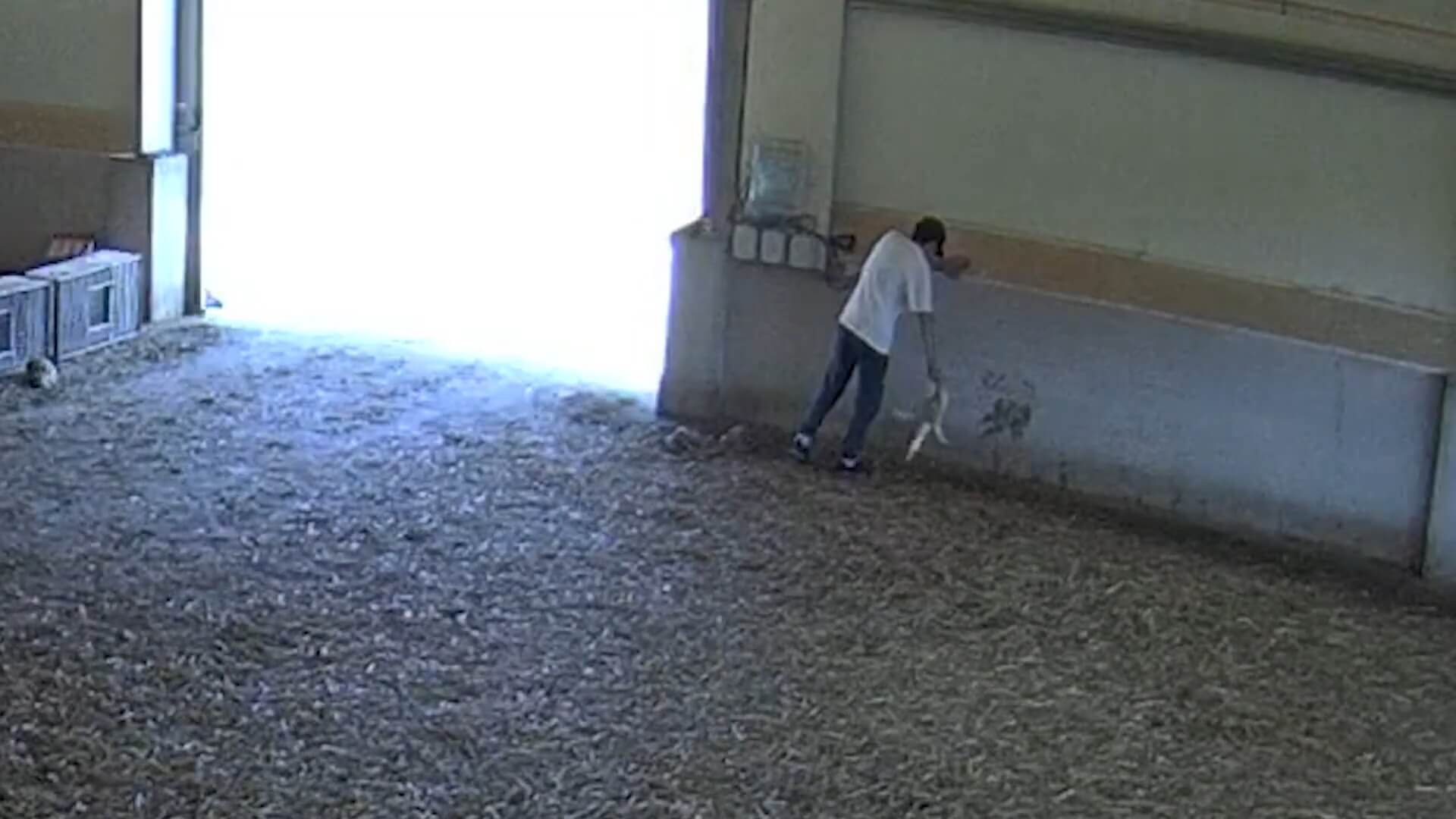 Mishandelde eenden in Portugal voor Ahold Delhaize