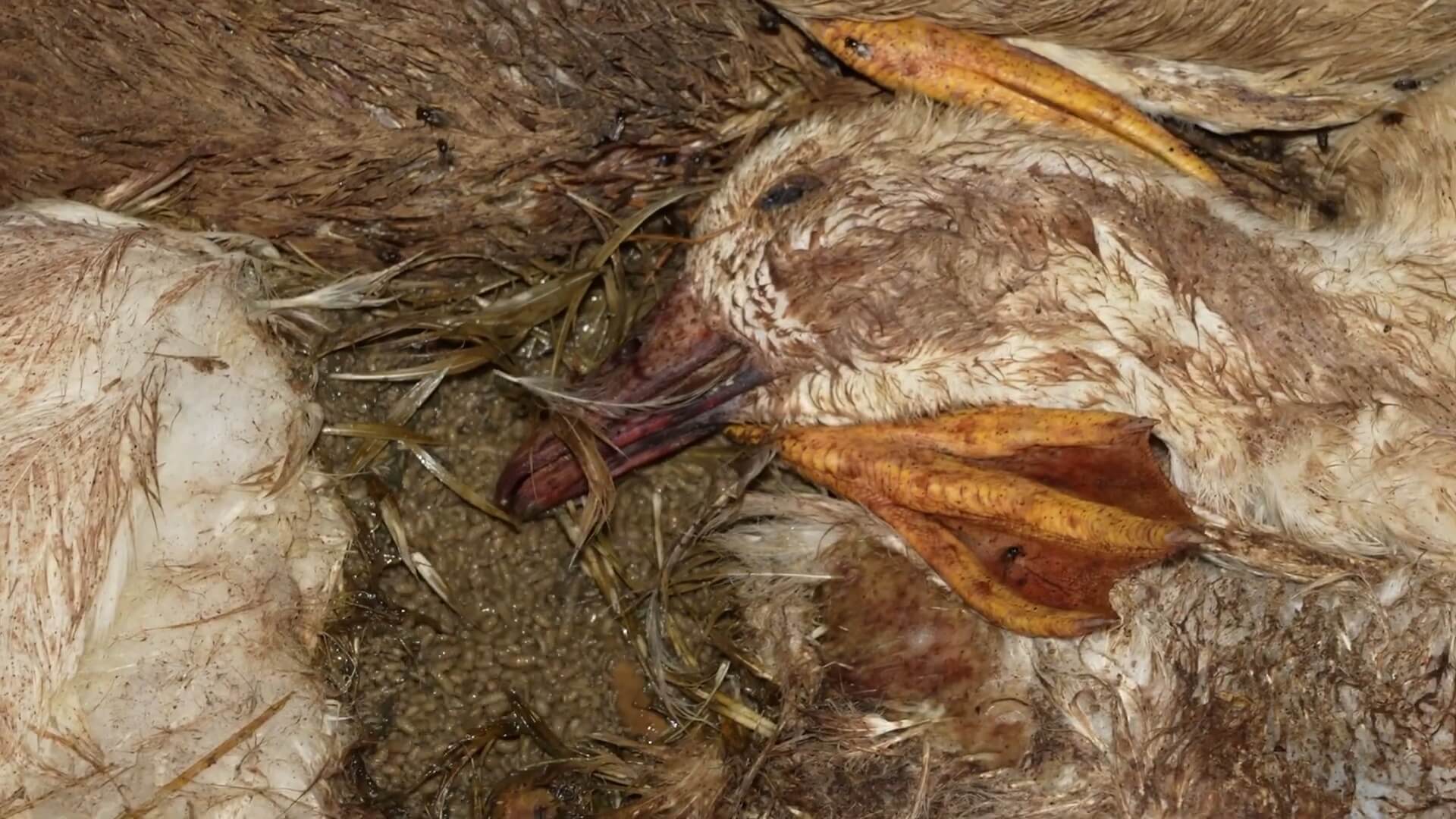 Mishandelde eenden in Portugal