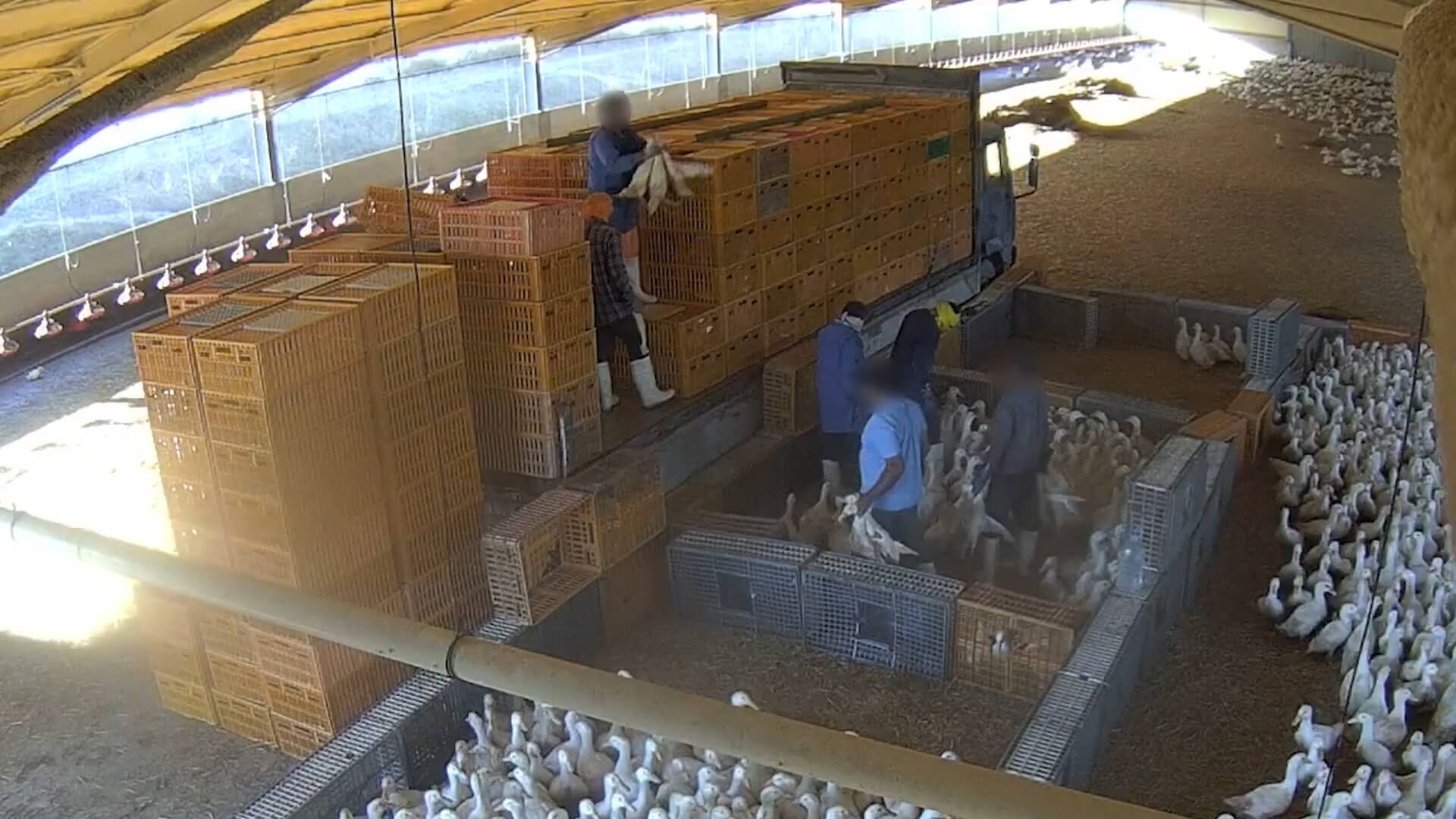 Mishandelde eenden in Portugal voor Ahold Delhaize