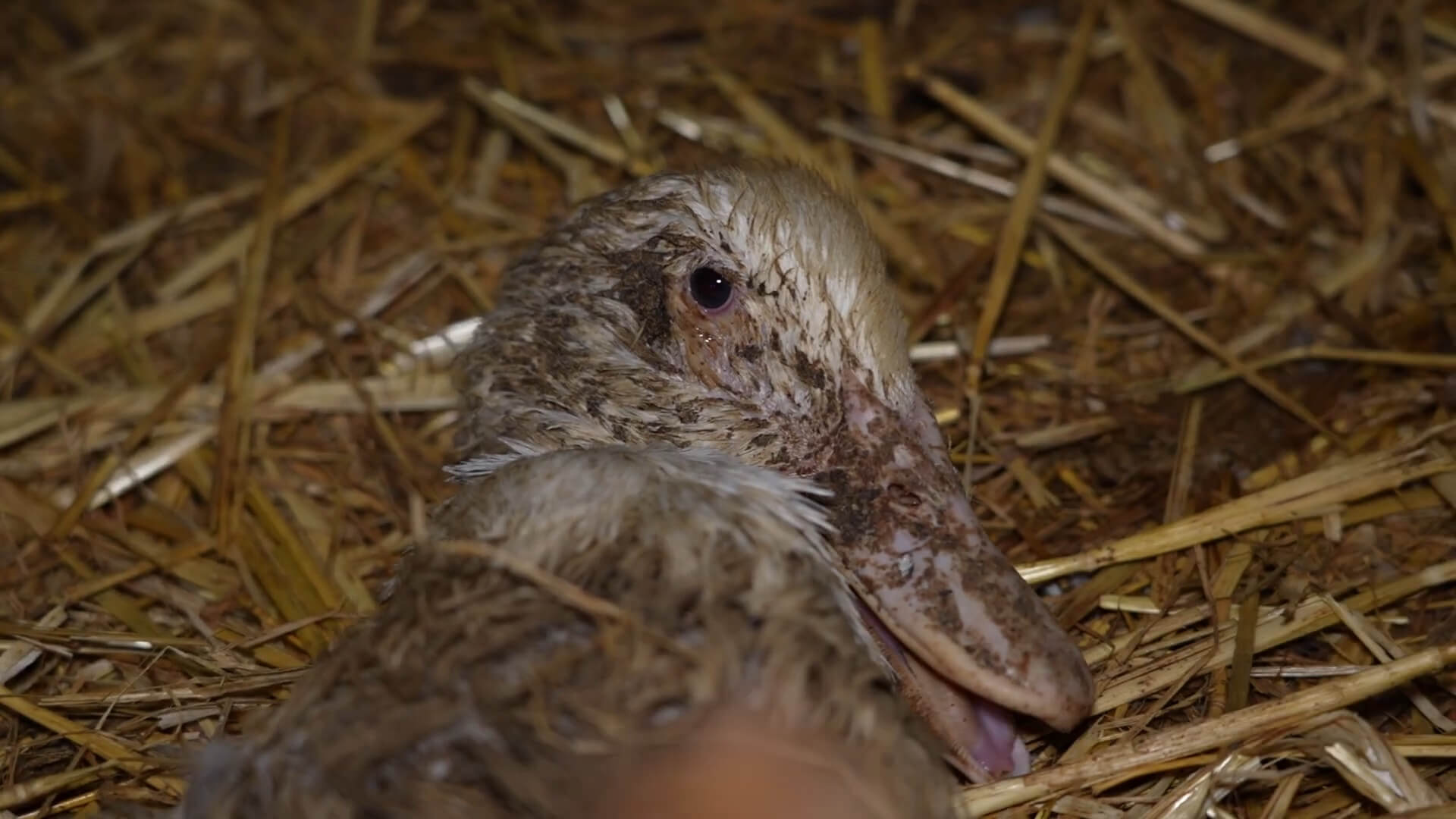 Mishandelde eend in Portugal