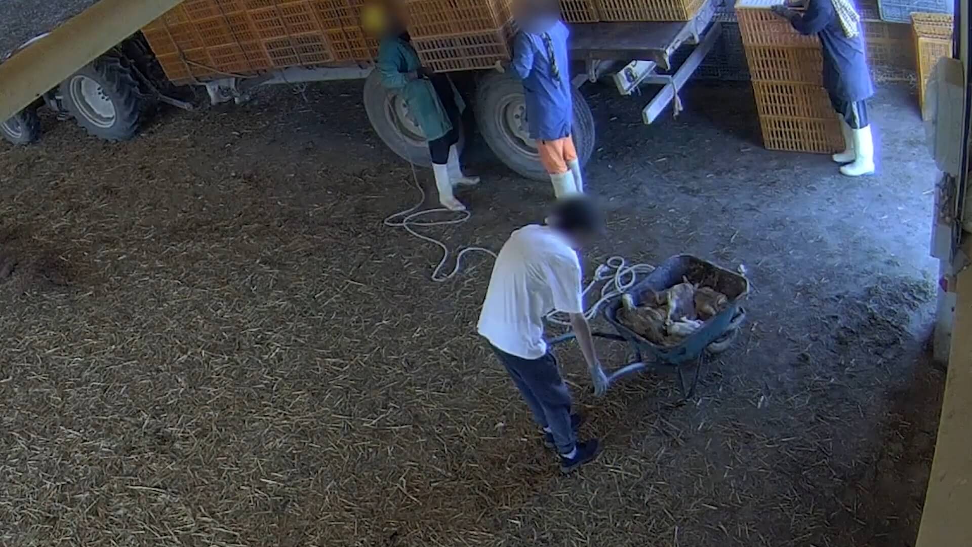 Mishandelde eenden in Portugal voor Ahold Delhaize