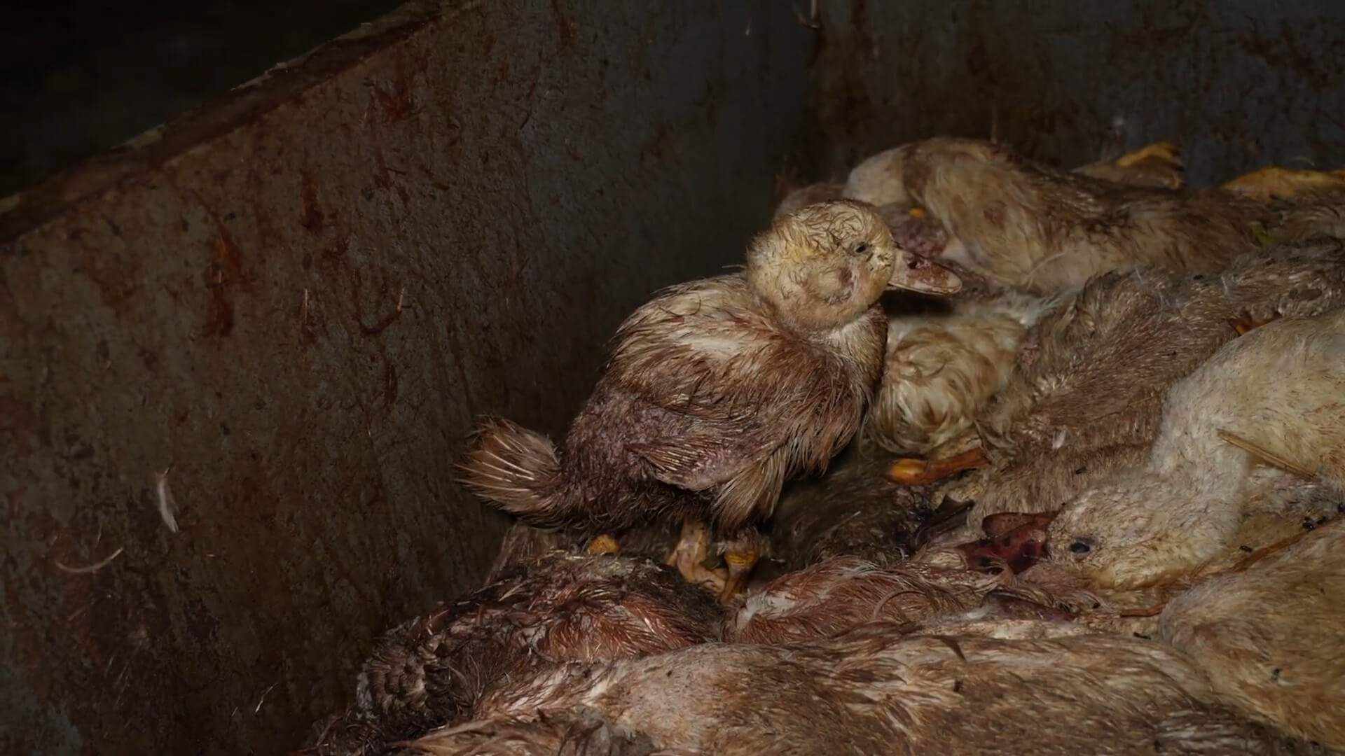 Mishandelde eenden in Portugal voor Ahold Delhaize